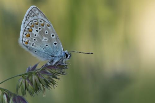 Polyommatus icarus